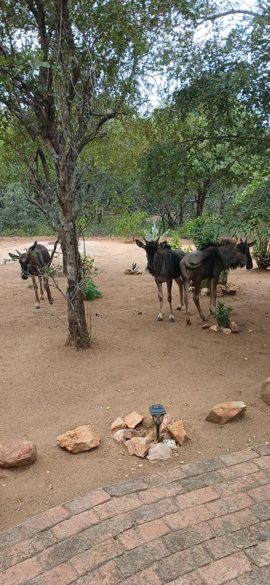Apartamento Inyati Marloth Park